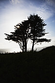 The Silhouette Of A Tree Against A Bright Blue Sky And Cloud With The Pacific Coastline On Fort Point; San Francisco, California, United States Of America