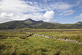 Steinmauer, die Felder trennt, auf denen Schafe grasen; Cumbria, England