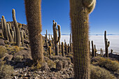 Cactus Grow In Abundance On The Rock Island Incahuasi In The Salar De Uyuni; Bolivia