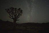 Kookerboom-Baum mit Milchstraße, Richtersveld-Nationalpark; Südafrika