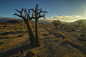 Richtersveld National Park With Dead Kookerboom Tree; South Africa