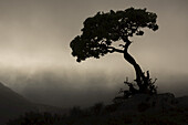 Silhouette eines Baumes gegen einen stürmischen Himmel im Richtersveld National Park; Südafrika