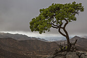 Tree Standing Alone Above The Richtersveld National Park Landscape; South Africa