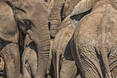 Elefanten versammeln sich an einer Wasserstelle im Addo Elephant National Park; Südafrika