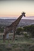 Giraffe Walking At Sunset; South Africa