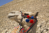 Camel, Great Pyramid Of Cheops (Background), The Giza Pyramids; Giza, Egypt