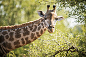 Giraffe (Giraffa Camelopardalis), Krüger-Nationalpark; Südafrika