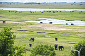 African Elephants (Loxodonta), Chobe National Park; Kasane, Botswana