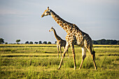 Giraffe (Giraffa Camelopardalis), Chobe-Nationalpark; Kasane, Botsuana