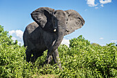 Afrikanischer Elefant (Loxodonta), Chobe-Nationalpark; Kasane, Botsuana