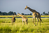 Giraffe (Giraffa Camelopardalis), Chobe National Park; Kasane, Botswana