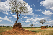 Elephant-Rubbed Tree, Chobe National Park; Kasane, Botswana