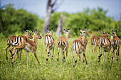 Impala (Aepyceros Melampus), Chobe National Park; Kasane, Botswana