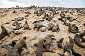Kap-Pelzrobben (Pinnipedia) im Robbenreservat an der Skelettküste; Cape Cross, Namibia