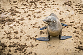 Cape Fur Seal (Pinnipedia) On The Seal Reserve Of The Skeleton Coast; Cape Cross, Namibia
