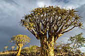 Köcherbaum (Aloe Dichotoma) Wald auf dem Spielplatz der Giganten; Keetmanshoop, Namibia
