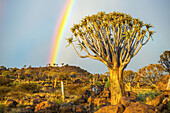 Köcherbaum (Aloe Dichotoma) Wald auf dem Spielplatz der Giganten mit einem Regenbogen; Keetmanshoop, Namibia