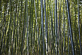 Bambuswald; Kyoto, Japan