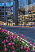 Tulip Display At Time Warner Center At Twilight, Columbus Circle; New York City, New York, United States Of America