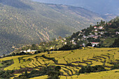 Ländliche Landschaft mit terrassiertem Ackerland; Thimphu, Bhutan