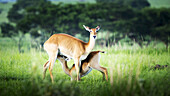 Eine Hirschkuh säugt ein Kitz, Murchison Falls National Park; Uganda