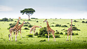 Giraffes (Giraffa Camelopardalis), Murchison Falls National Park; Urganda