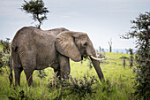 Elefant, Murchison Falls-Nationalpark; Uganda