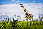 Giraffe (Giraffa Camelopardalis), Murchison Falls National Park; Uganda