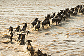 Wandernde Gnus (Connochaetes Taurinus) überqueren den überfluteten Mara-Fluss im Serengeti-Nationalpark; Tansania