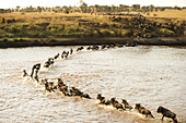 Large Group Of Wildebeest (Connochaetes Taurinus) Surges Across The Flooded Mara River In Serengeti National Park; Tanzania