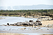 Flusspferd ruht am Ufer des Mara-Flusses mit Rauch von Buschfeuern im Hintergrund, Serengeti-Nationalpark; Tansania