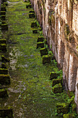 Moos an der Basis einer Steinmauer; Rom, Italien