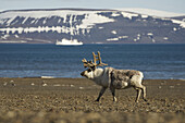 Elch (Alces Alces) beim Spaziergang am Ufer mit Berg und Meer im Hintergrund; Spitzbergen, Svalbard, Norwegen