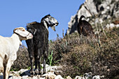 Goats On A Hillside; Antioch, Turkey