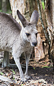 Graues Känguru an einem Baum; Beerwah, Queensland, Australien