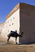 Lonely Camel Tethered To Fortress Wall Waits For A Tourist To Transport; Agadir, Morocco