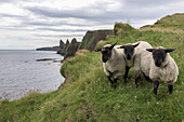 Sheep Standing On The Grass On The Shore With A View Of The Coastline; John O'groats, Highlands, Scotland