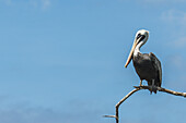 Brown Pelican (Pelecanus Occidentalis) On Branch Against Blue Sky; Galapagos Islands, Ecuador