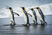 Vier Königspinguine (Aptenodytes Patagonicus) gehen gemeinsam am Strand spazieren; Antarktis
