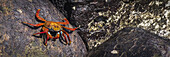 Panorama Of Sally Lightfoot Crab (Grapsus Grapsus) On Rock; Galapagos Islands, Ecuador