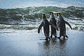 Drei Königspinguine (Aptenodytes Patagonicus) wandern am Sandstrand; Antarktis