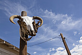 Ein Schafsschädel auf der Route 66 bei Seligman; Arizona, Vereinigte Staaten von Amerika