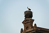 Ein Storch in seinem Nest auf einem Dach in der Innenstadt von Alcala De Henares, einer historischen und charmanten Stadt in der Nähe von Madrid; Alcala De Henares, Spanien