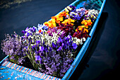 Blumen im Bug eines Shikara, eines kaschmirischen Kanus, werden von einem Blumenverkäufer verkauft, der von Boot zu Boot paddelt, um sie an Touristen und Hausbootbesitzer zu verkaufen; Srinagar, Kaschmir, Indien