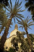 An Ancient Mud And Brick Minaret Framed By Date Palms; Cairo, Egypt