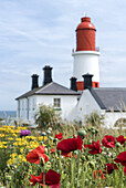 Souter-Leuchtturm mit Mohn und anderen Wildblumen im Vordergrund; South Shields, Tyne And Wear, England