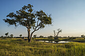 Acacia Tree Beside Water Hole At Dusk; Botswana