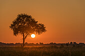 Backlit Grass And Silhouetted Tree At Sunset; Botswana