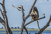 Chacma-Pavian (Papio Ursinus) gähnt in einem Baum am Fluss; Botsuana