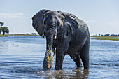 Elefant (Loxodonta Africana) wäscht Gras mit Rüssel im Fluss; Botswana
